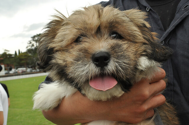 Recovery's Best Friend: How Pets Can Help | Morningside Recovery