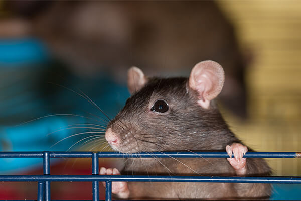 Experiment Reveals a Big Reason for Addiction