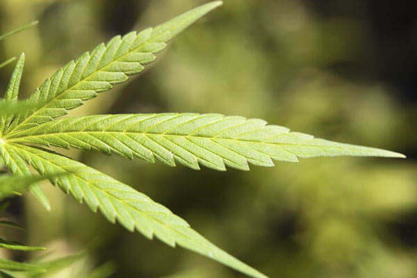 Your Brain on Pot: Recent Study Shows the Effects of Marijuana on the Brain