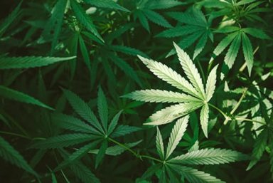 Marijuana addiction treatment at Morningside Recovery