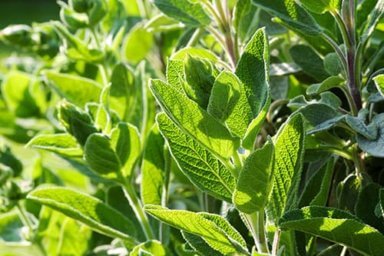 salvia addiction treatment program at Morningside Recovery