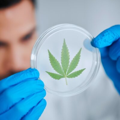 Is Weed a Stimulant or Depressant?