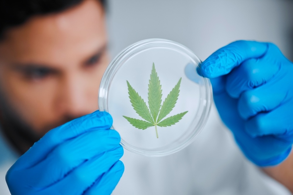 Scientist looking closely at a cannabis leaf
